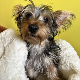 Australian Silky Terrier - Dogs