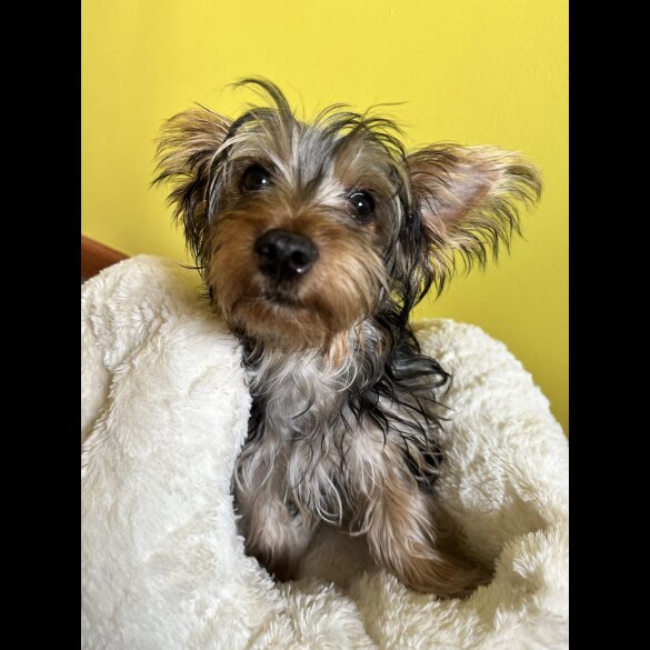 Australian Silky Terrier - Dogs