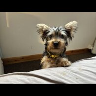 Australian Silky Terrier - Dogs