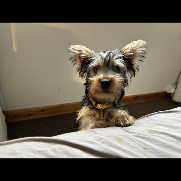 Australian Silky Terrier - Dogs