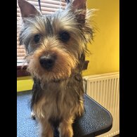 Australian Silky Terrier - Dogs
