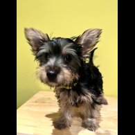 Australian Silky Terrier - Dogs