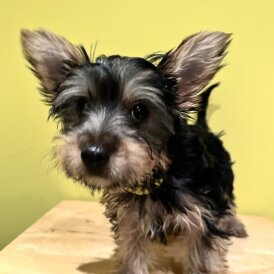 Australian Silky Terrier - Dogs