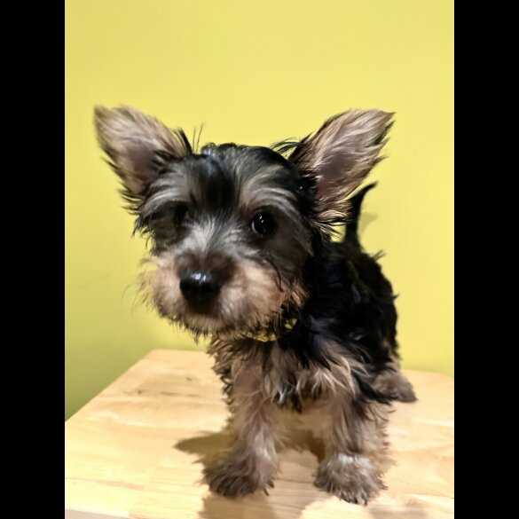 Australian Silky Terrier - Dogs