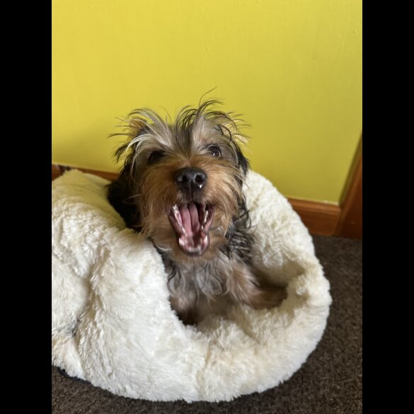 Australian Silky Terrier - Dogs