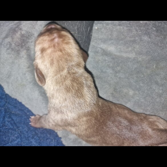 Presa Canario - Both