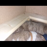 Presa Canario - Both