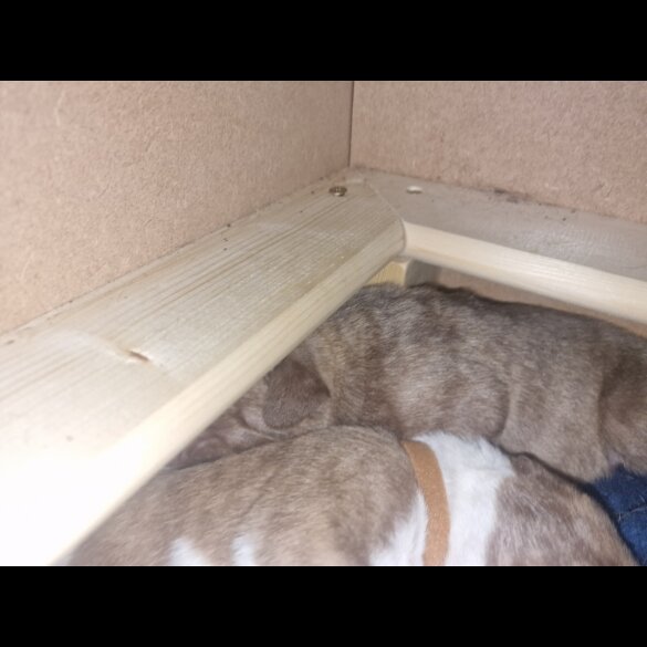 Presa Canario - Both