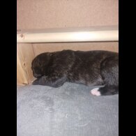 Presa Canario - Both