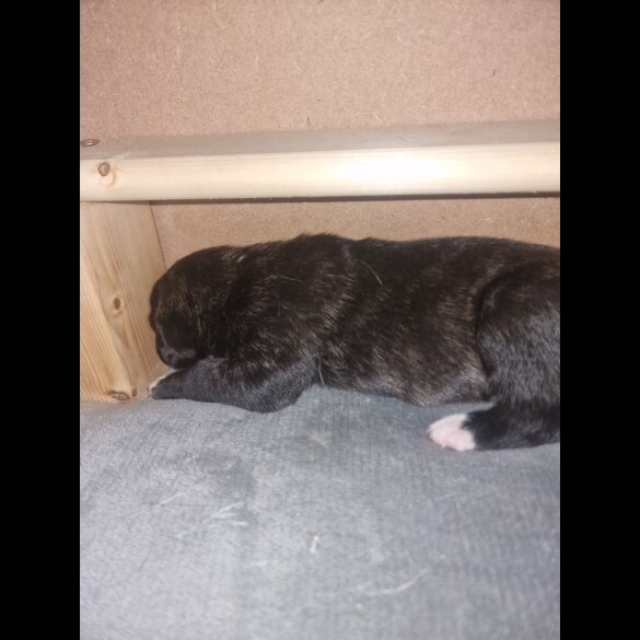Presa Canario - Both