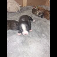 Presa Canario - Both