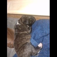 Presa Canario - Both