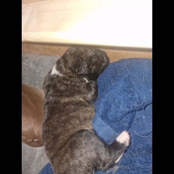 Presa Canario - Both