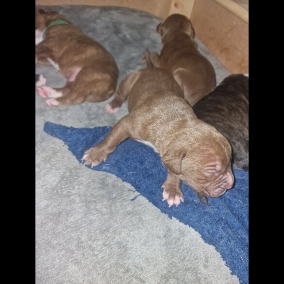 Presa Canario - Both