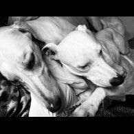 Lurcher - Both