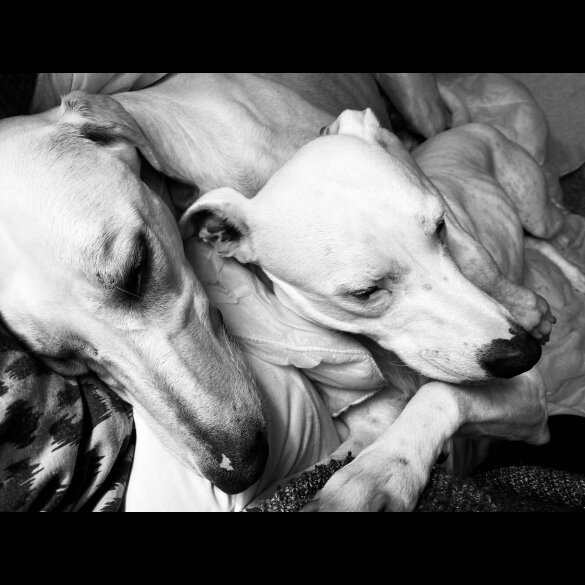 Lurcher - Both