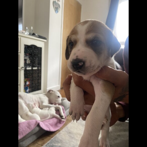 Lurcher - Both