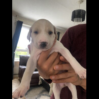 Lurcher - Both