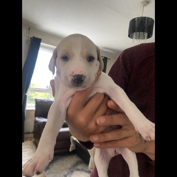 Lurcher - Both