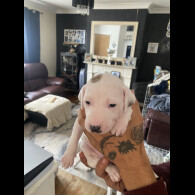 Lurcher - Both