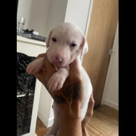 Lurcher - Both