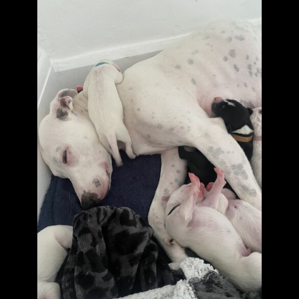 Lurcher - Both