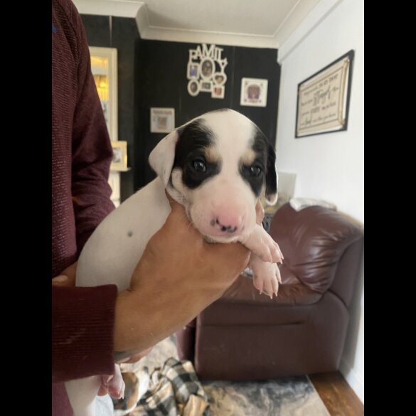 Lurcher - Both