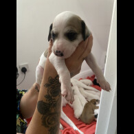 Lurcher - Both