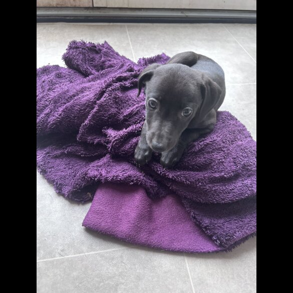 Lurcher - Both