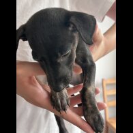 Lurcher - Both