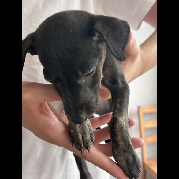 Lurcher - Both