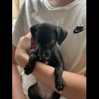 Lurcher - Both