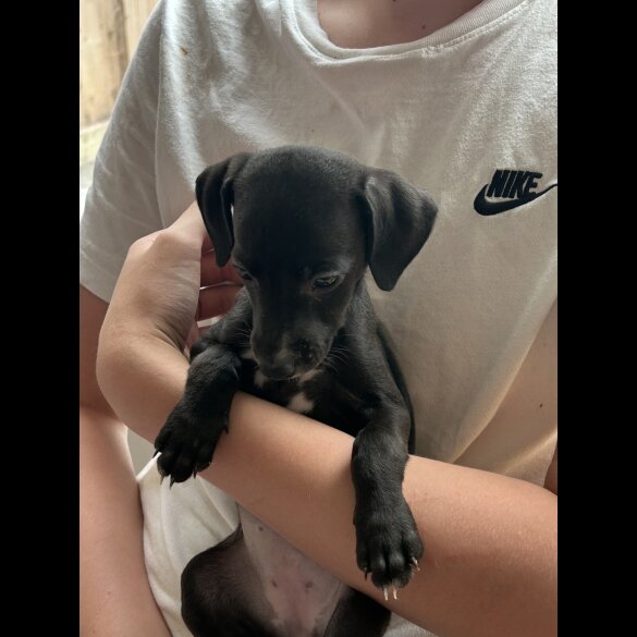 Lurcher - Both