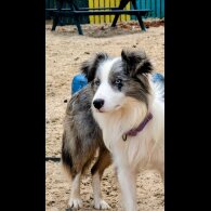 Border Collie