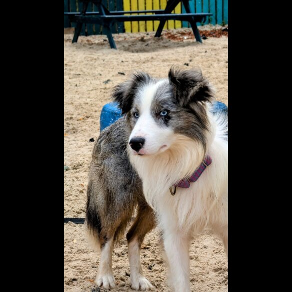 Border Collie