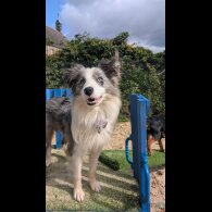Border Collie