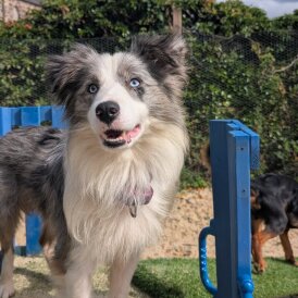 Border Collie