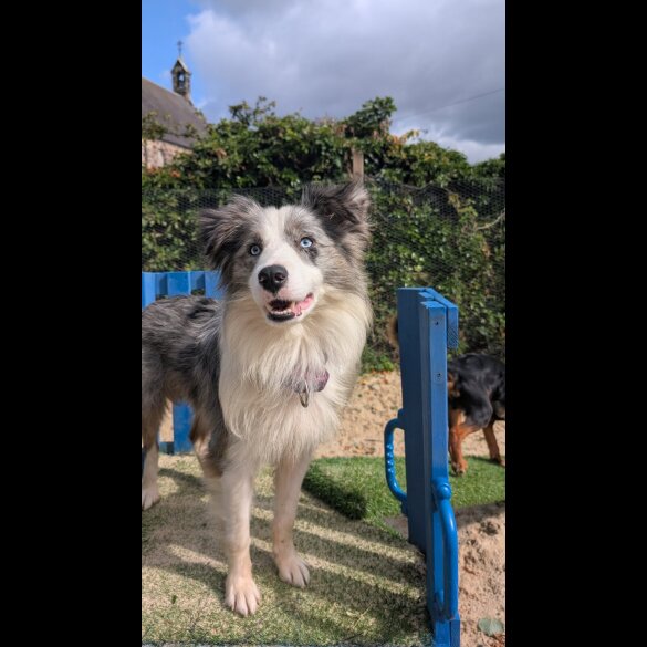 Border Collie