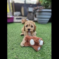 Cavapoo - Dogs