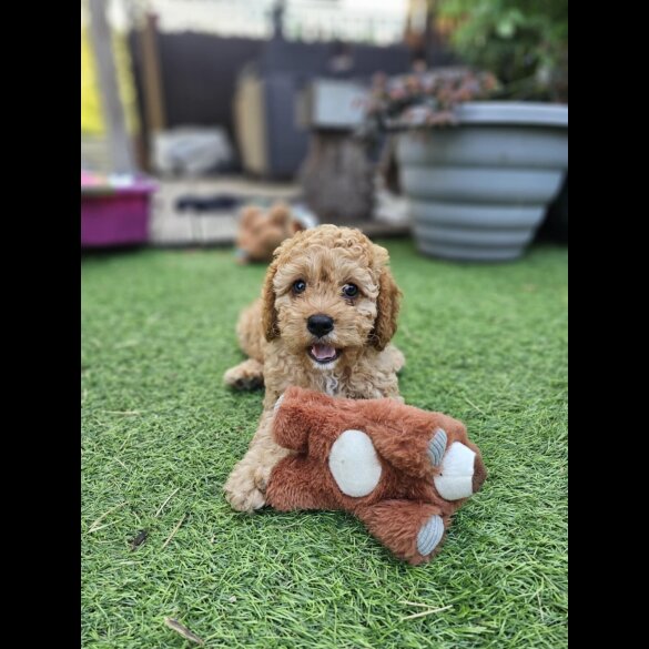 Cavapoo - Dogs