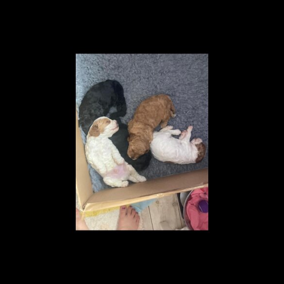 Cavapoo - Dogs