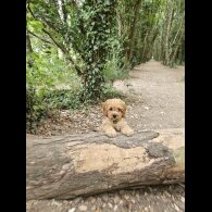 Cavapoo - Dogs