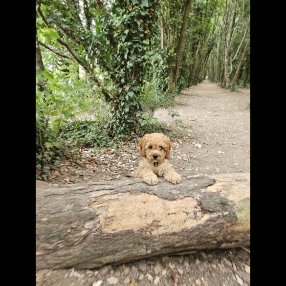 Cavapoo - Dogs