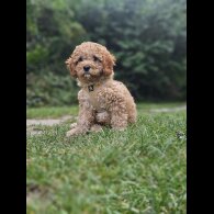 Cavapoo - Dogs