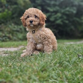 Cavapoo - Dogs