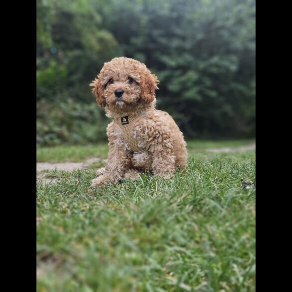Cavapoo - Dogs