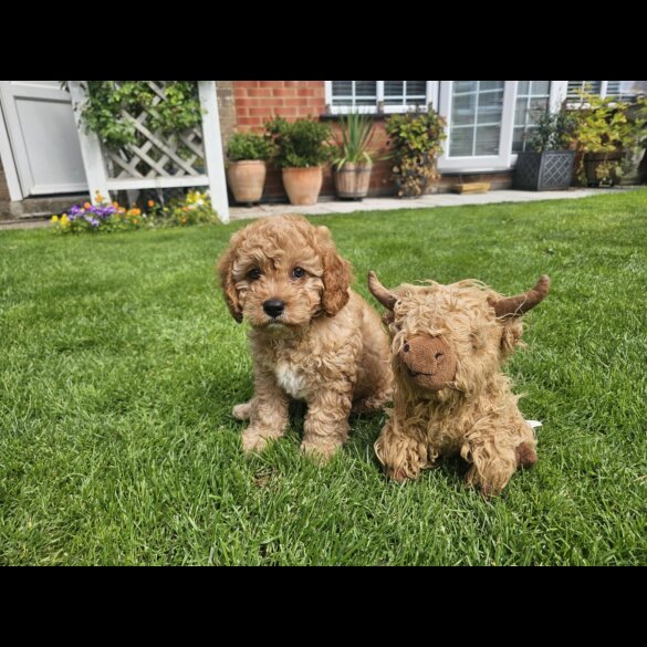 Cavapoo - Dogs
