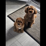 Cavapoo - Dogs