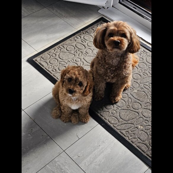Cavapoo - Dogs