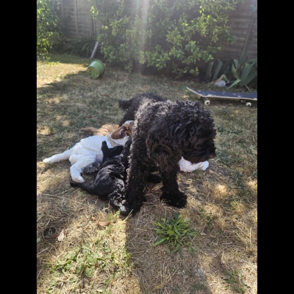 Cavapoo - Dogs